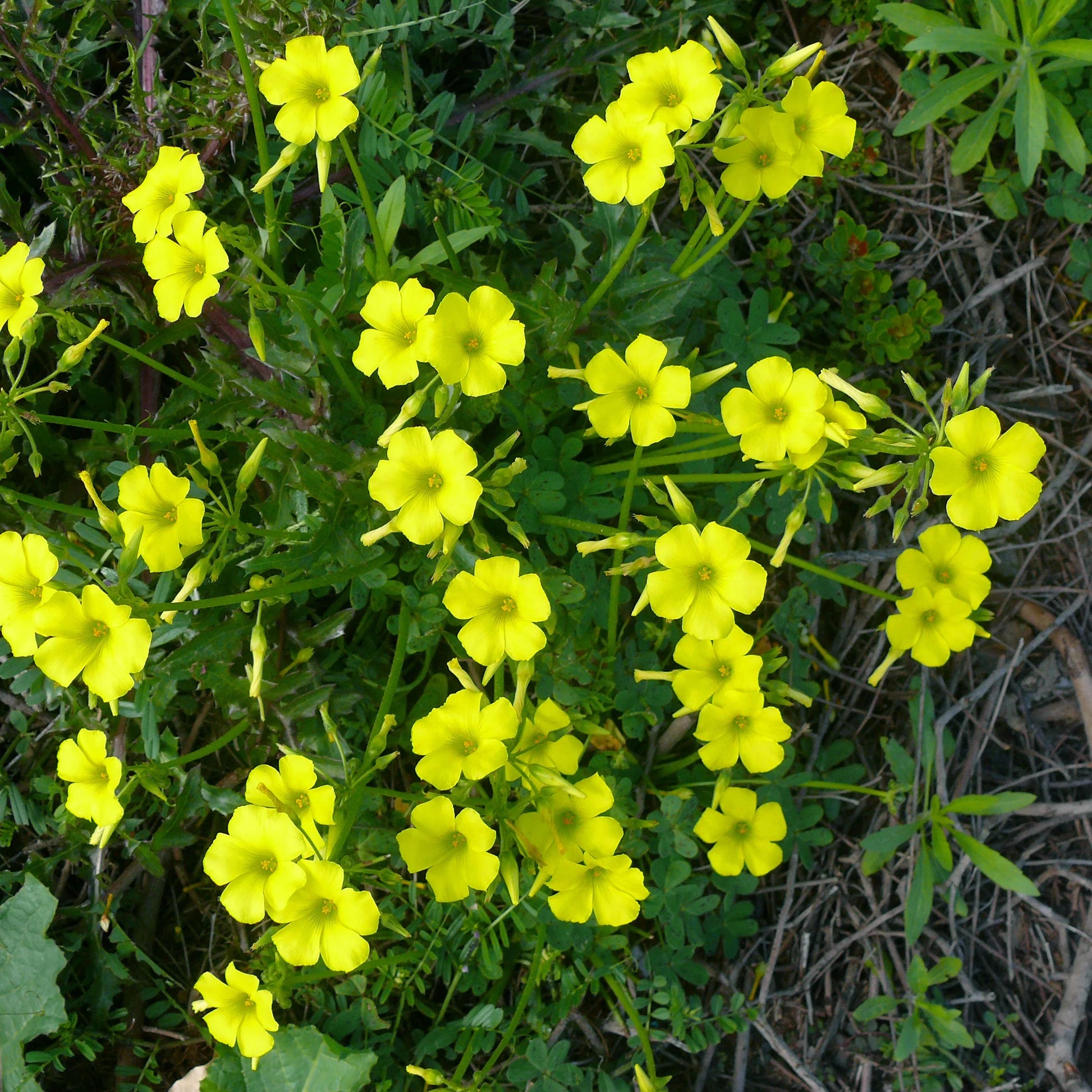 African Oxalis Flower seeds for Planting Compact Growth Heirloom & GMO Free Seeds for Home Garden
