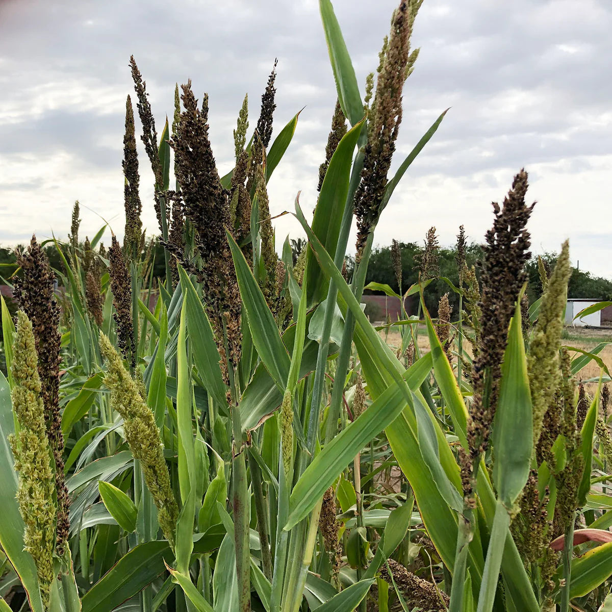 Planting Black Amber Sorghum Seeds  Stunning Addition to Your Garden