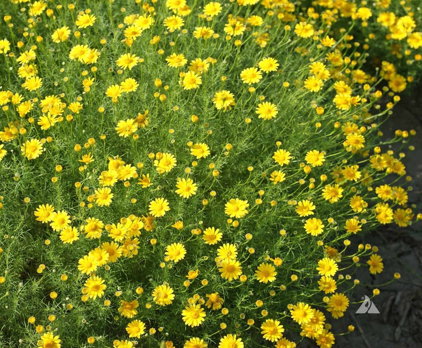 Yellow Thymophylla Flower seeds for Planting - Sun Loving, Heirloom & GMO Free Seeds for Home Garden