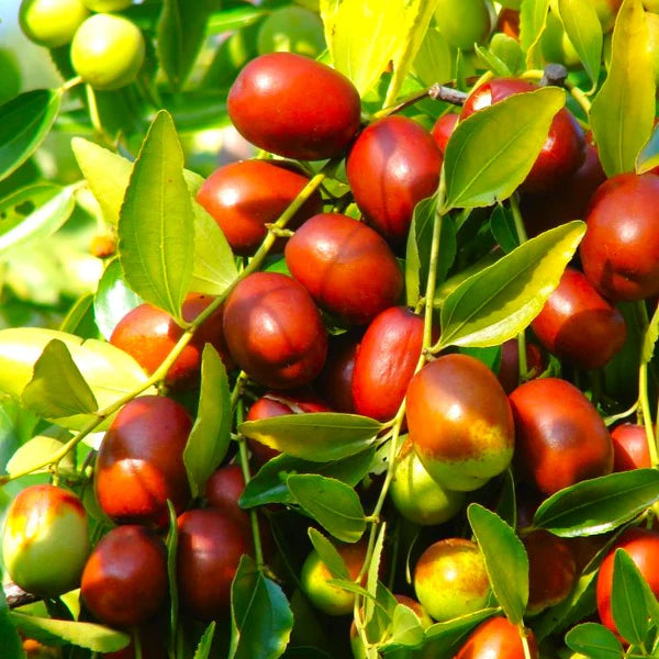 Red Jujube Fruit Seeds for Planting - Grow Your Own Sweet Jujube Trees