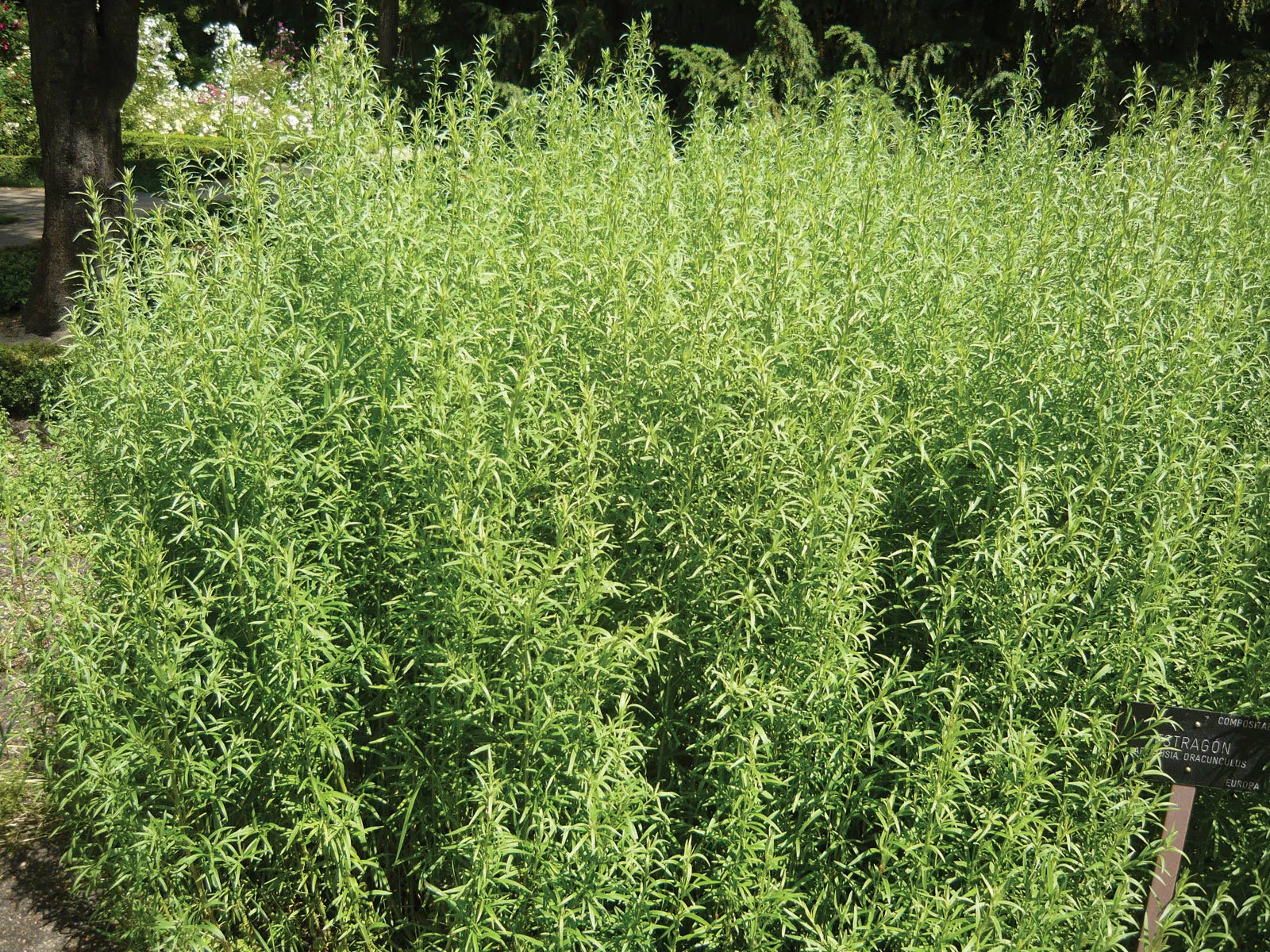 Green Tarragon Seeds for Planting