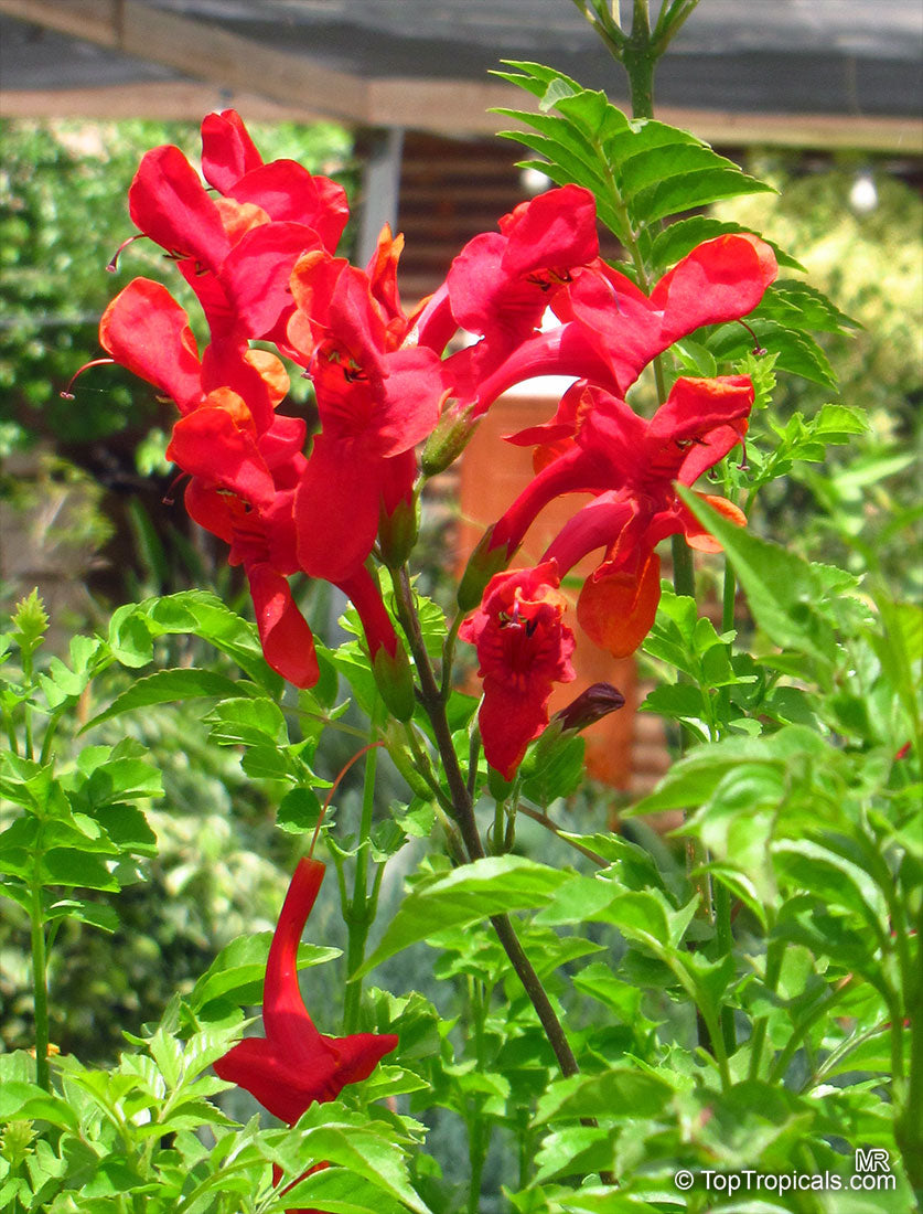 Red Cape Honeysuckle Flower seeds for Planting - Cut Flower Favorite, Heirloom & GMO Free Seeds for Home Garden