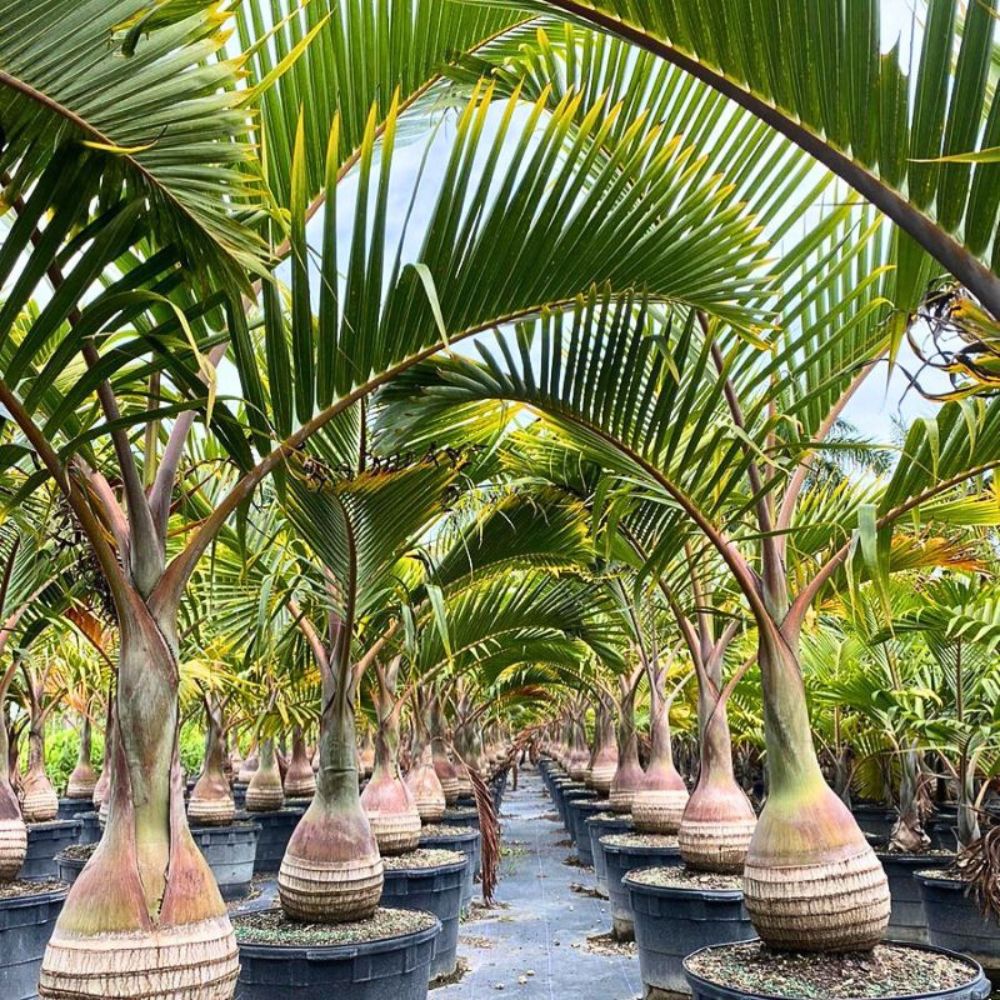 Planting Seeds for Bottle Palm Trees