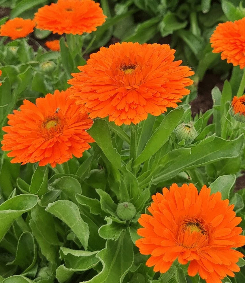 Yellow Flower Pot Flower seeds for Planting - Vibrant Colors, Heirloom & GMO Free Seeds for Home Garden