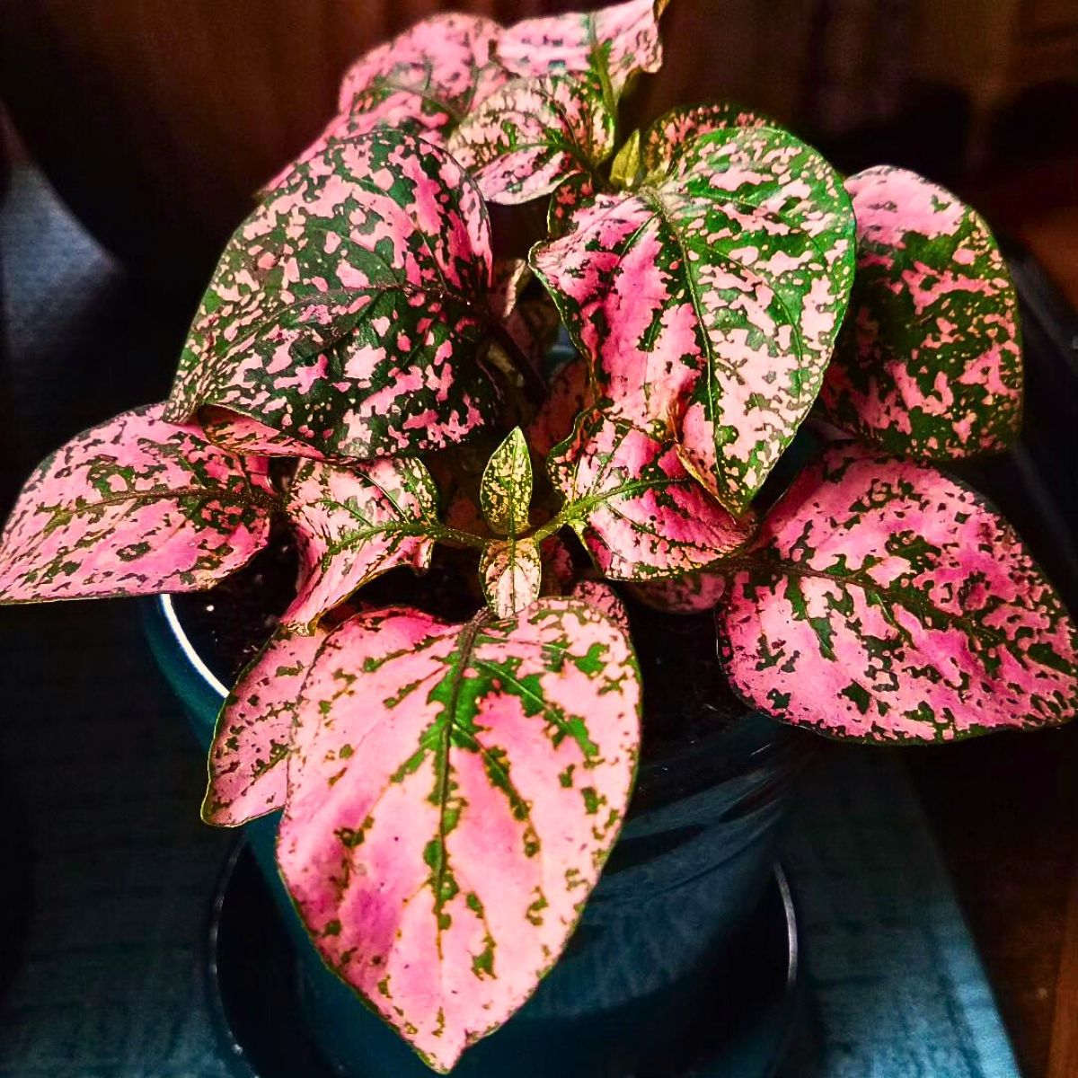 Pink Green Hypoestes Splash Flower seeds for Planting - Bright Blooms, Heirloom & GMO Free Seeds for Home Garden