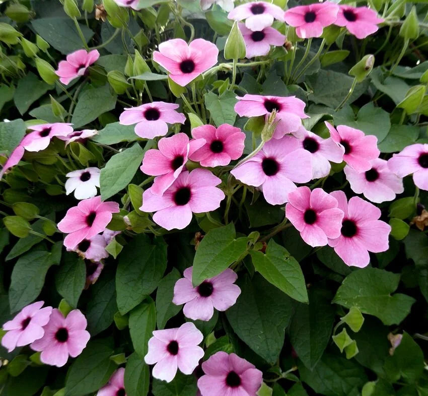 Light Pink Thunbergia Flower Seeds for Planting Seasonal Bloomer Heirloom & GMO Free Seeds for Home Garden
 
 Sale