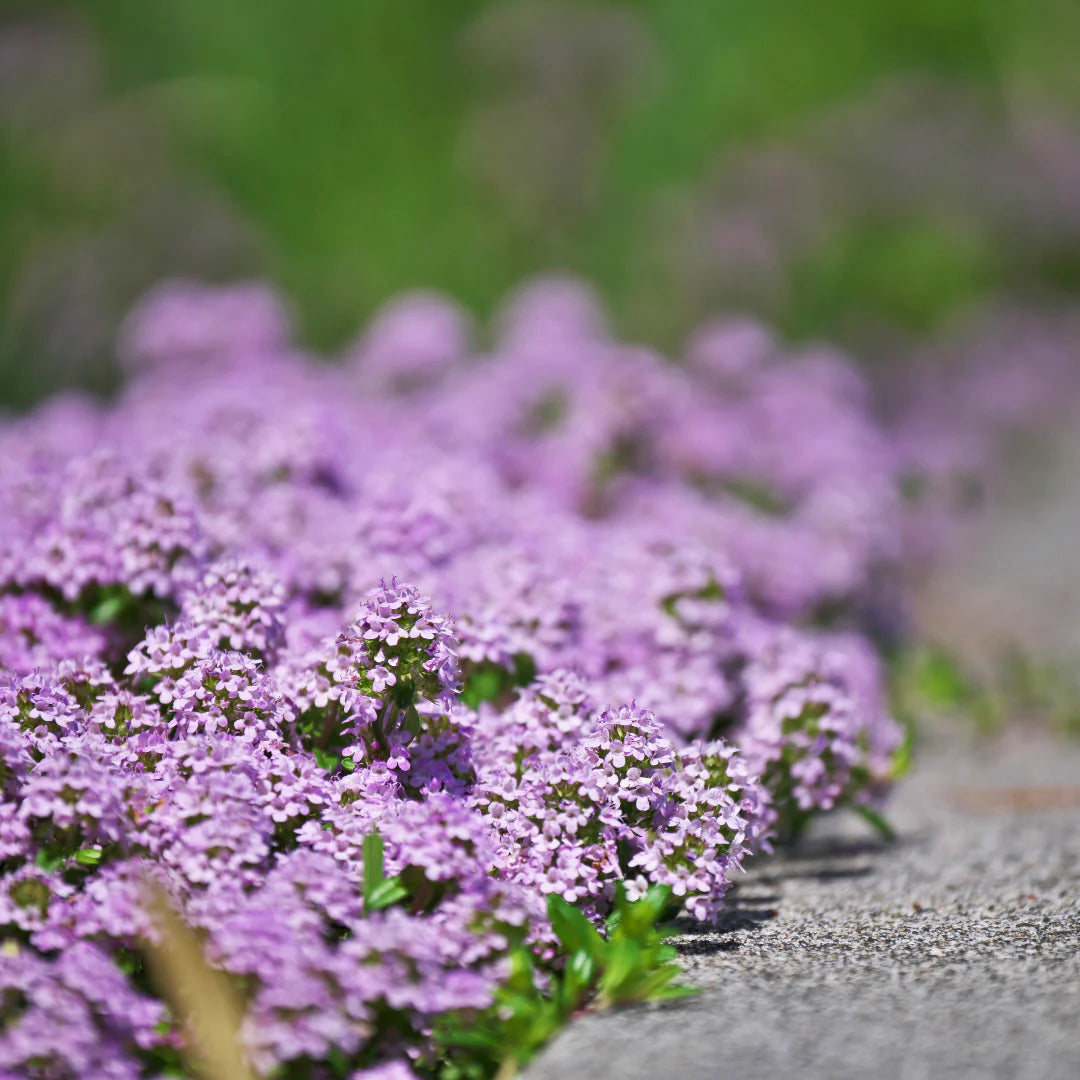 Purple Savory Satureja Flower seeds for Planting - Drought Tolerant, Heirloom & GMO Free Seeds for Home Garden