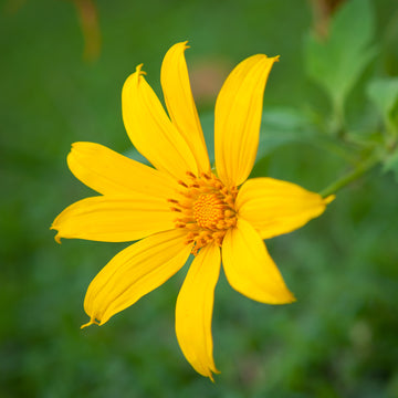 Yellow Thymophylla Flower seeds for Planting - Sun Loving, Heirloom & GMO Free Seeds for Home Garden
