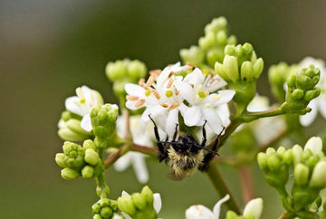 White Sevenson Flower seeds for Planting - Wildflower Mix, Heirloom & GMO Free Seeds for Home Garden