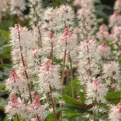 Pink White Tiarella Flower seeds for Planting - Long Bloom Season, Heirloom & GMO Free Seeds for Home Garden