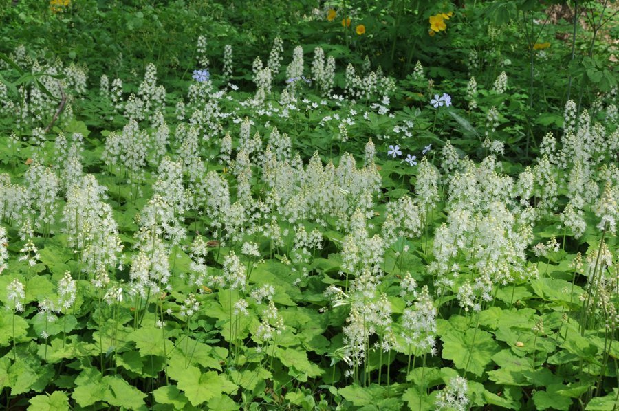 Green Tiarella Flower seeds for Planting - Compact Growth, Heirloom & GMO Free Seeds for Home Garden