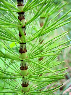 Equisetum Plant Seeds - Unique Garden Planting Seeds