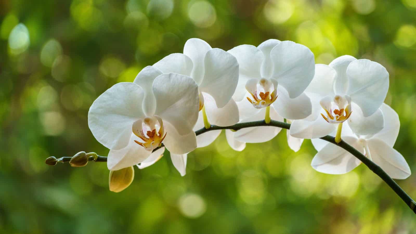 White Tiger Orchid Seeds Planting Guide: How to Plant and Grow Successfully