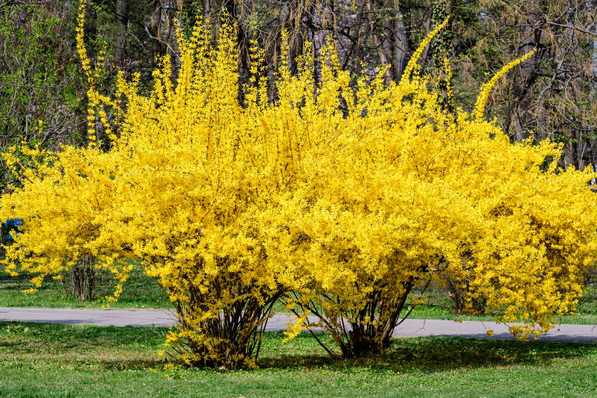 Weeping Forsythia Flower Seeds - Premium Planting Seeds for a Beautiful Garden Display