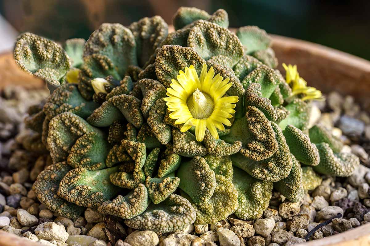 Sea Green Titanopsis Hugo-Schlechteri Flower seeds for Planting - Garden Favorite, Heirloom & GMO Free Seeds for Home Ga