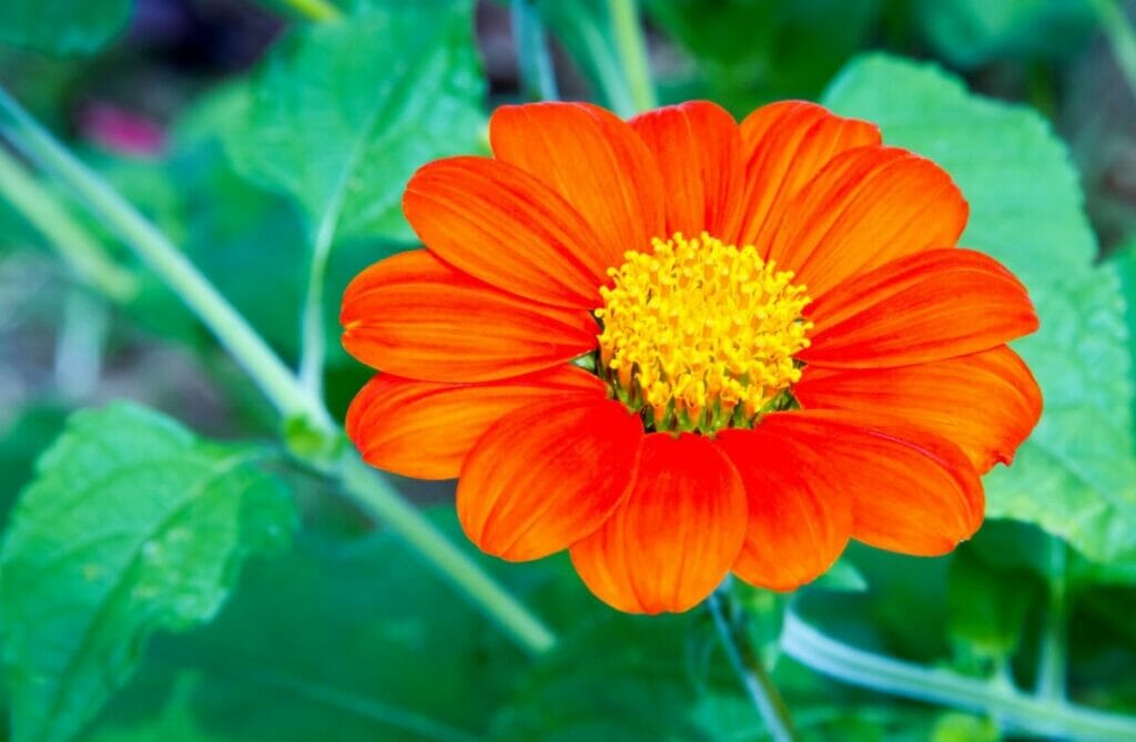 Mexican Flower seeds for Planting - Fragrant Blossoms, Heirloom & GMO Free Seeds for Home Garden