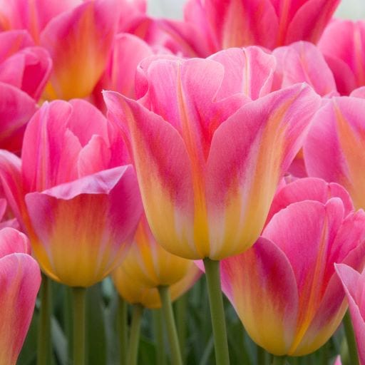 Yellow Pink Tulip Flower seeds for Planting - Wildflower Mix, Heirloom & GMO Free Seeds for Home Garden