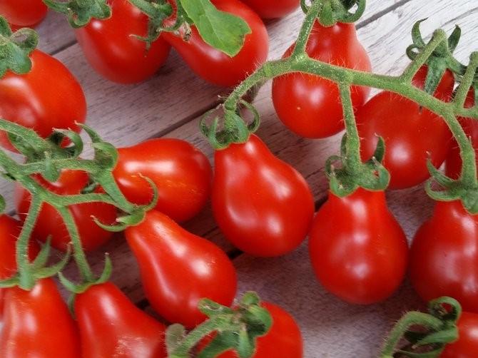 Red Pear Tomato Seeds – Organic Heirloom Tomatoes for Sweet, Pear-Shaped Fruit