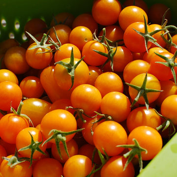 Sungold Tomato Seeds – Sweet Hybrid Cherry Variety