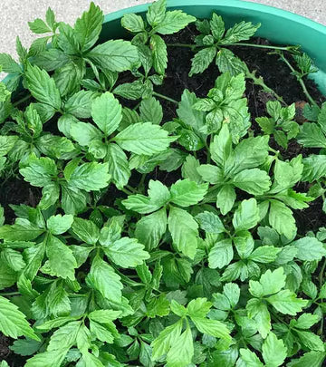 Gynostemma Pentaphyllum Flower seeds for Planting - Seasonal Bloomer, Heirloom & GMO Free Seeds for Home Garden