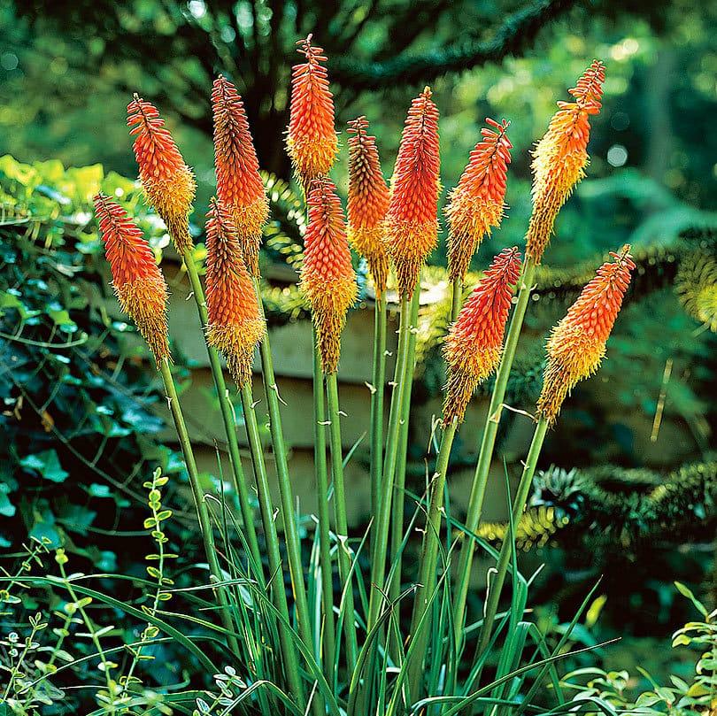 Red Hot Poker Flower seeds for Planting - Drought Tolerant, Heirloom & GMO Free Seeds for Home Garden