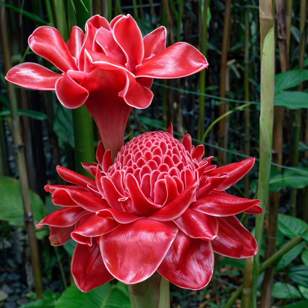 Red Etlingera Flower seeds for Planting - Compact Growth, Heirloom & GMO Free Seeds for Home Garden