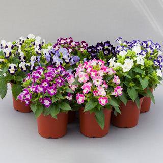 Torenia Flower Seeds for Planting and Gardening