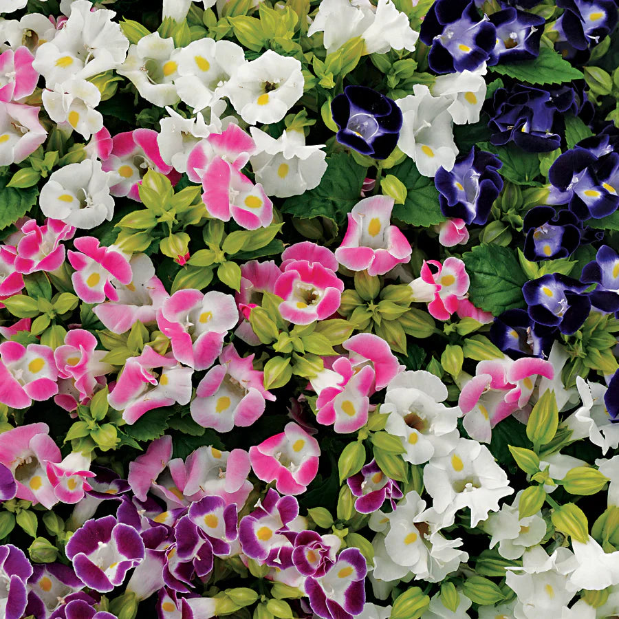 Mix Fournieri Flower seeds for Planting - Hardy Variety, Heirloom & GMO Free Seeds for Home Garden