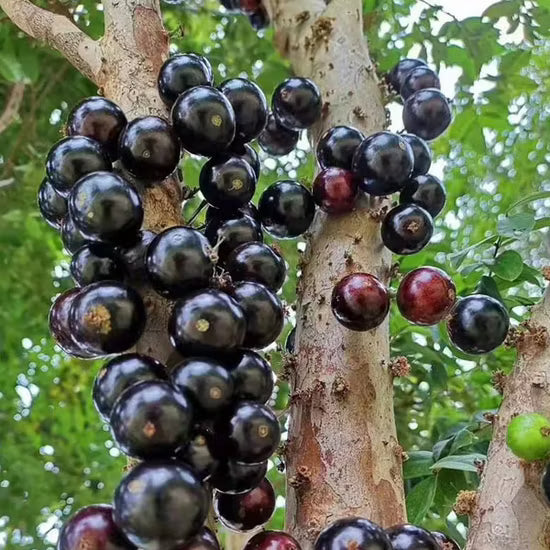 Black Myrciaria Cauliflora Seeds for Fruit Planting