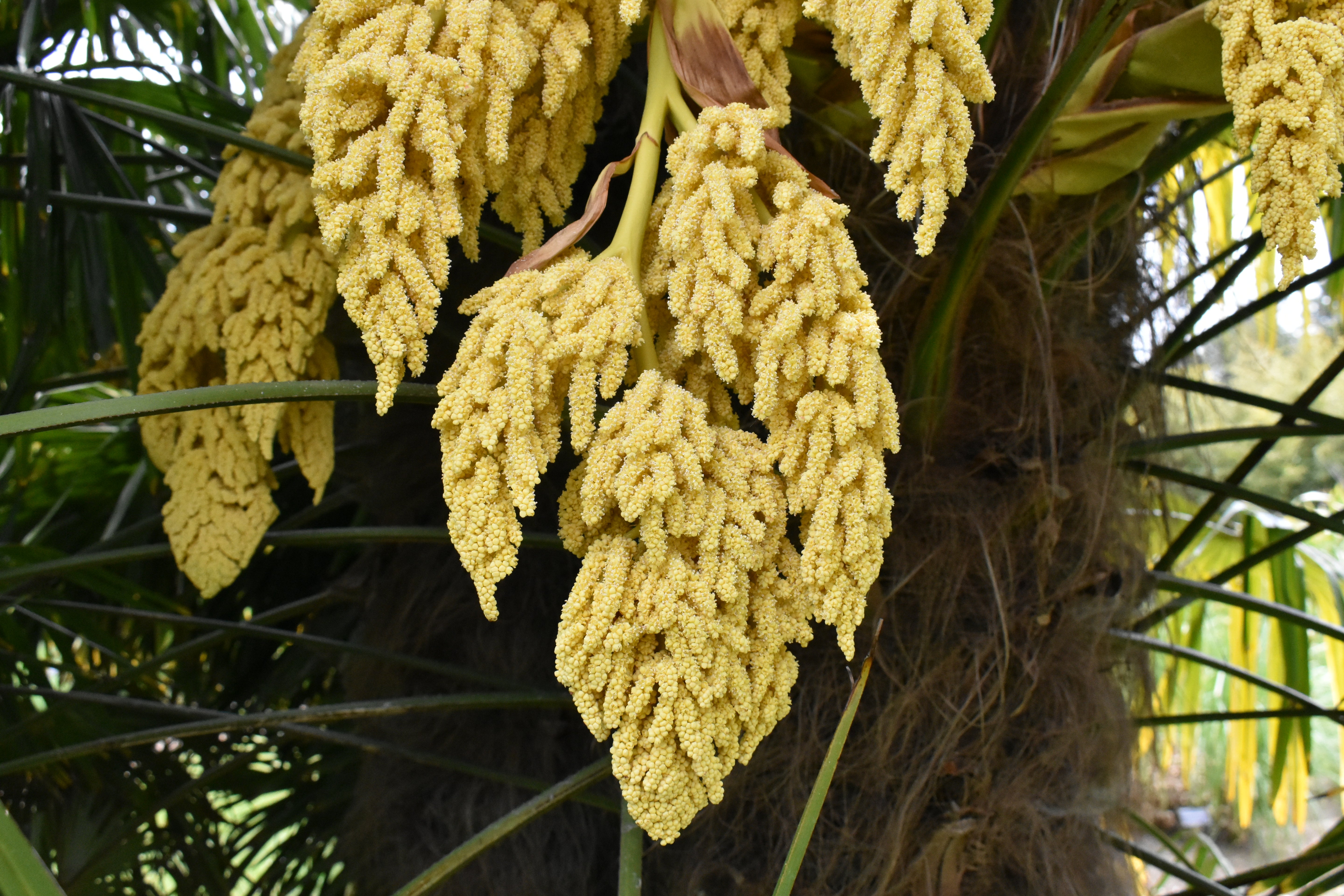 Heirloom Trachycarpus Flower seeds for Planting Seasonal Bloomer Heirloom & GMO Free Seeds for Home Garden