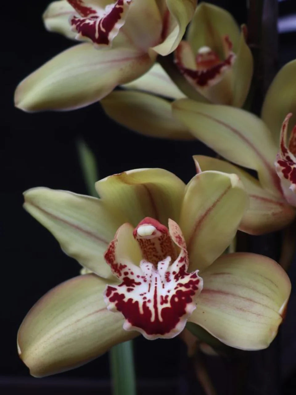 Mixed Cymbidium Orchid Flower seeds for Planting - Colorful Display, Heirloom & GMO Free Seeds for Home Garden