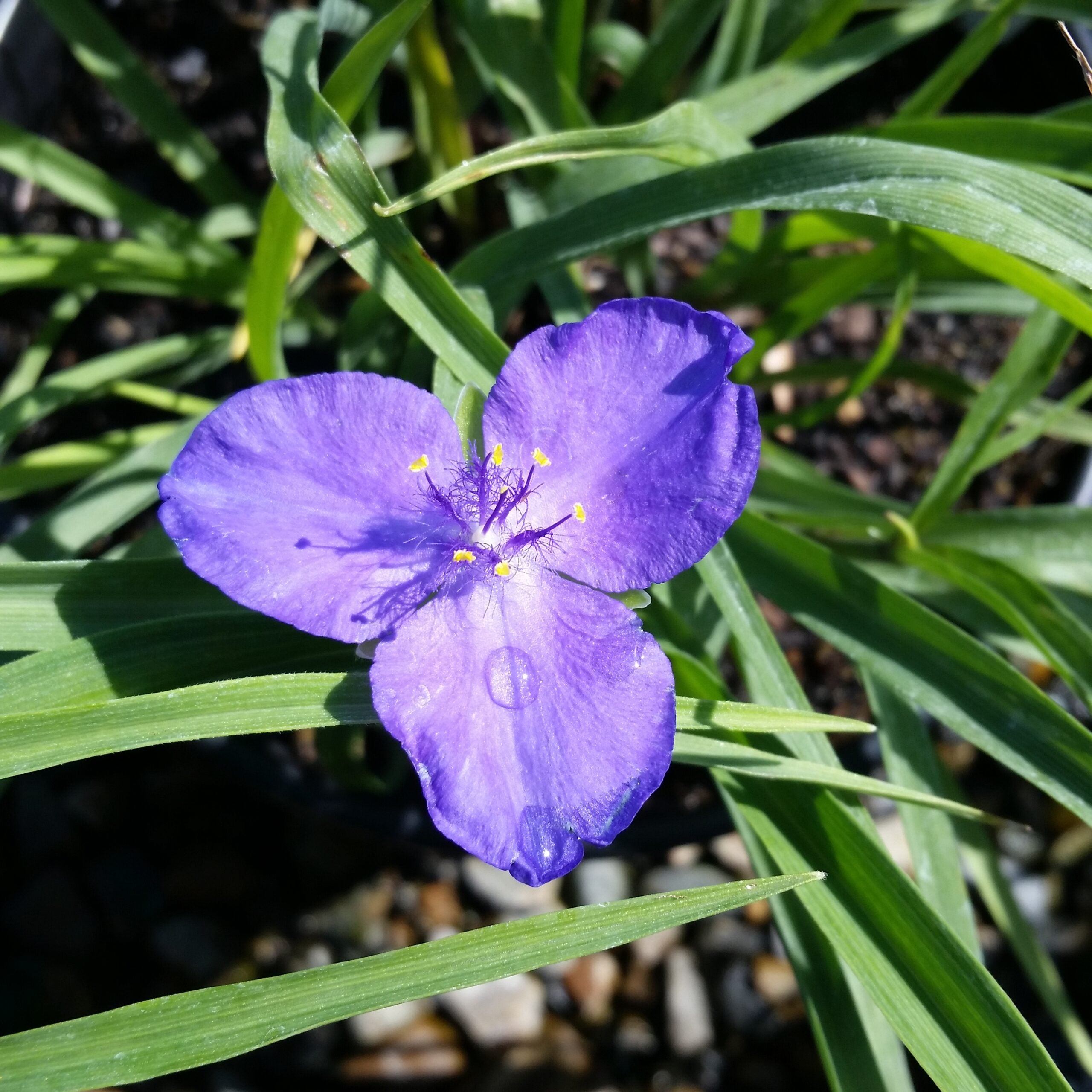 Blue Tradescantia Flower Seeds for Planting Heirloom Non-GMO Seeds