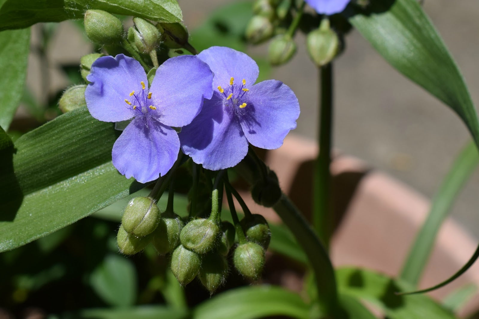 Blue Tradescantia Flower seeds for Planting - Long Bloom Season, Heirloom & GMO Free Seeds for Home Garden