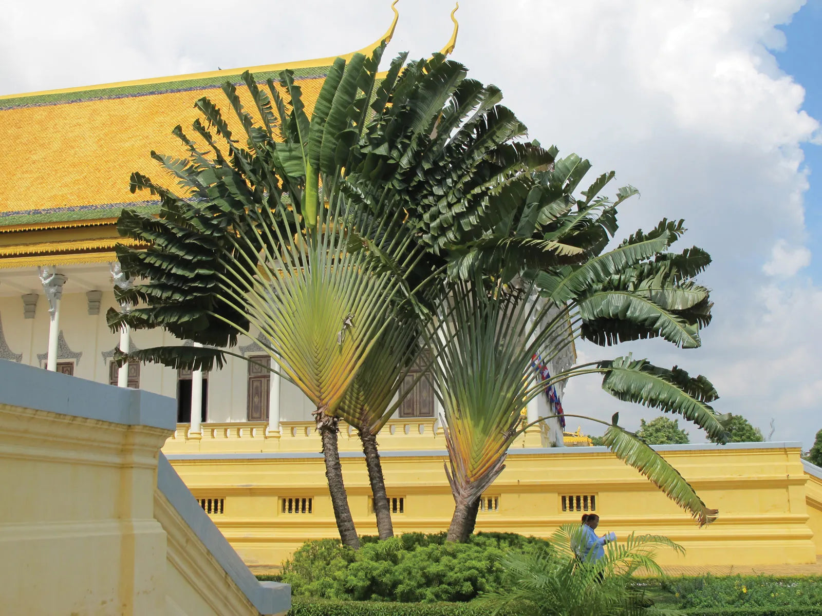 Blue Travelers Palm Tree Seeds For Tropical Planting Plant Seeds
