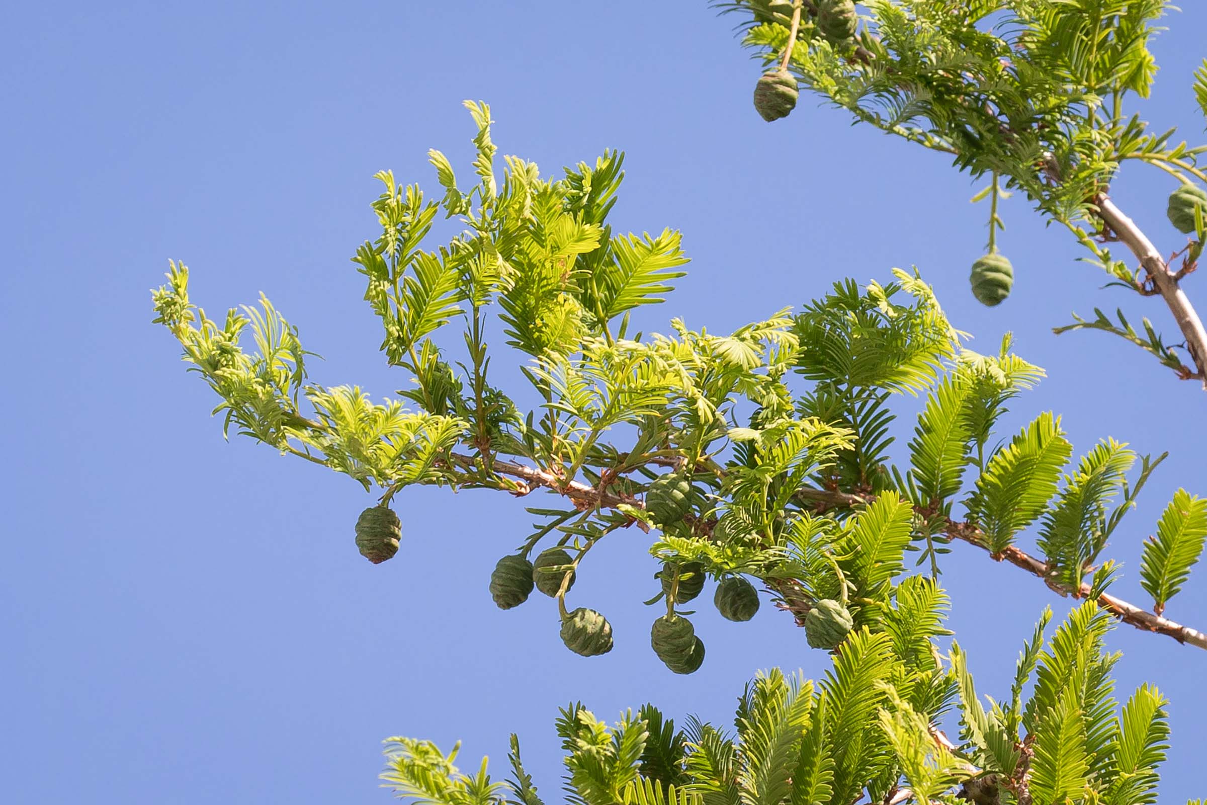 Green Dawn Redwood Seeds - Easy Planting for Stunning Landscape