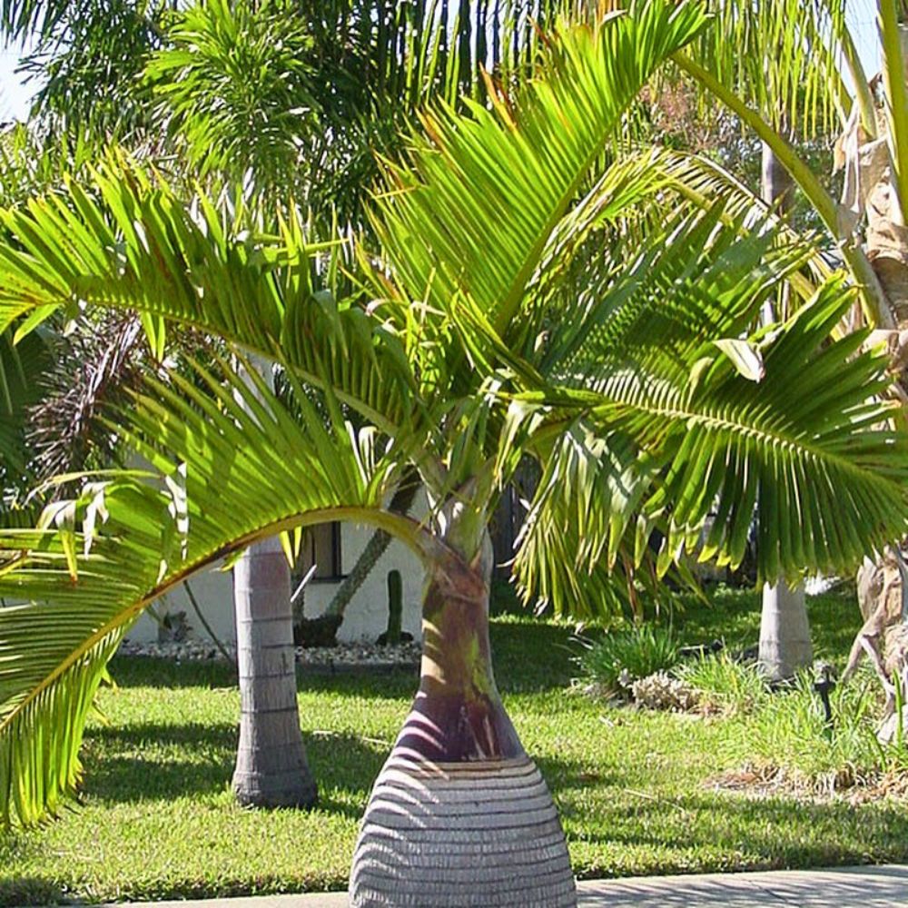 Planting Seeds for Bottle Palm Trees