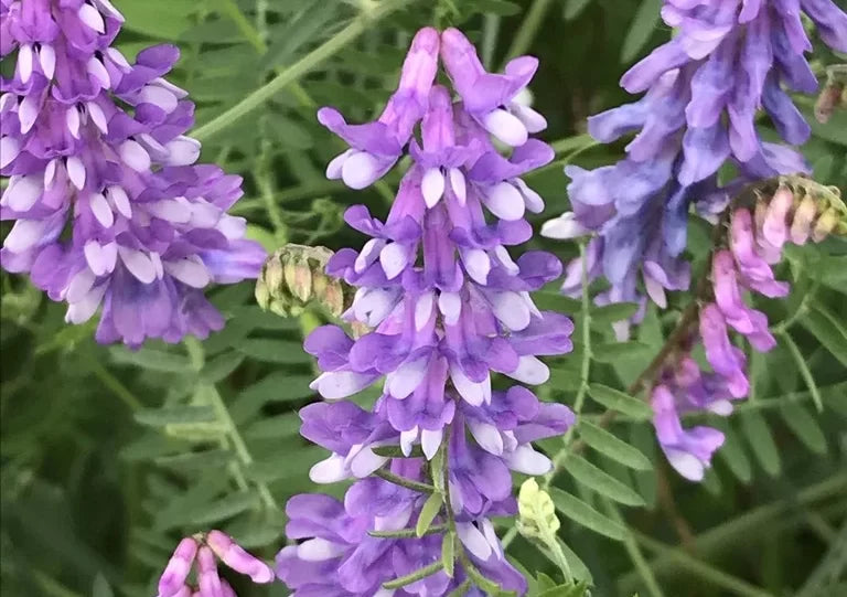 Purple Vetch Flower seeds for Planting - Bright Blooms, Heirloom & GMO Free Seeds for Home Garden