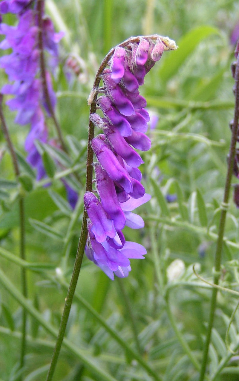 Purple Vetch Flower seeds for Planting - Bright Blooms, Heirloom & GMO Free Seeds for Home Garden