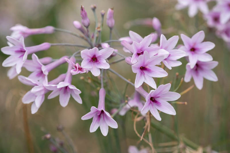 Tulbaghia Flower seeds for Planting - Bright Blooms, Heirloom & GMO Free Seeds for Home Garden