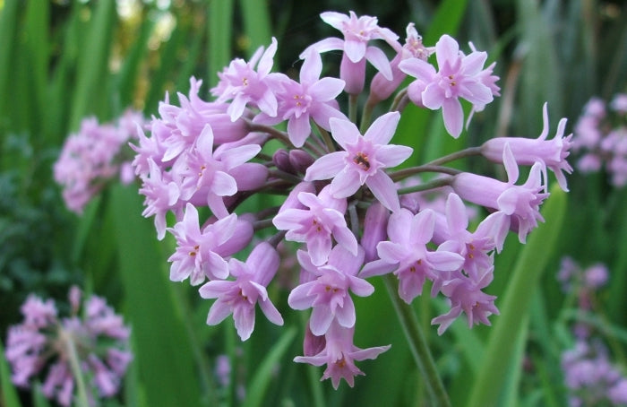 Tulbaghia Flower seeds for Planting - Bright Blooms, Heirloom & GMO Free Seeds for Home Garden