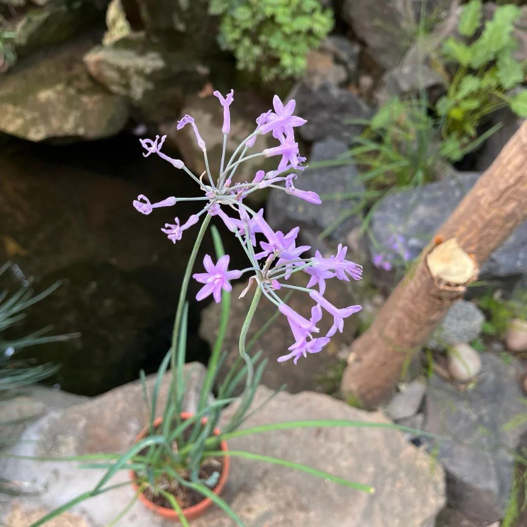 Tulbaghia Seeds for Easy Planting