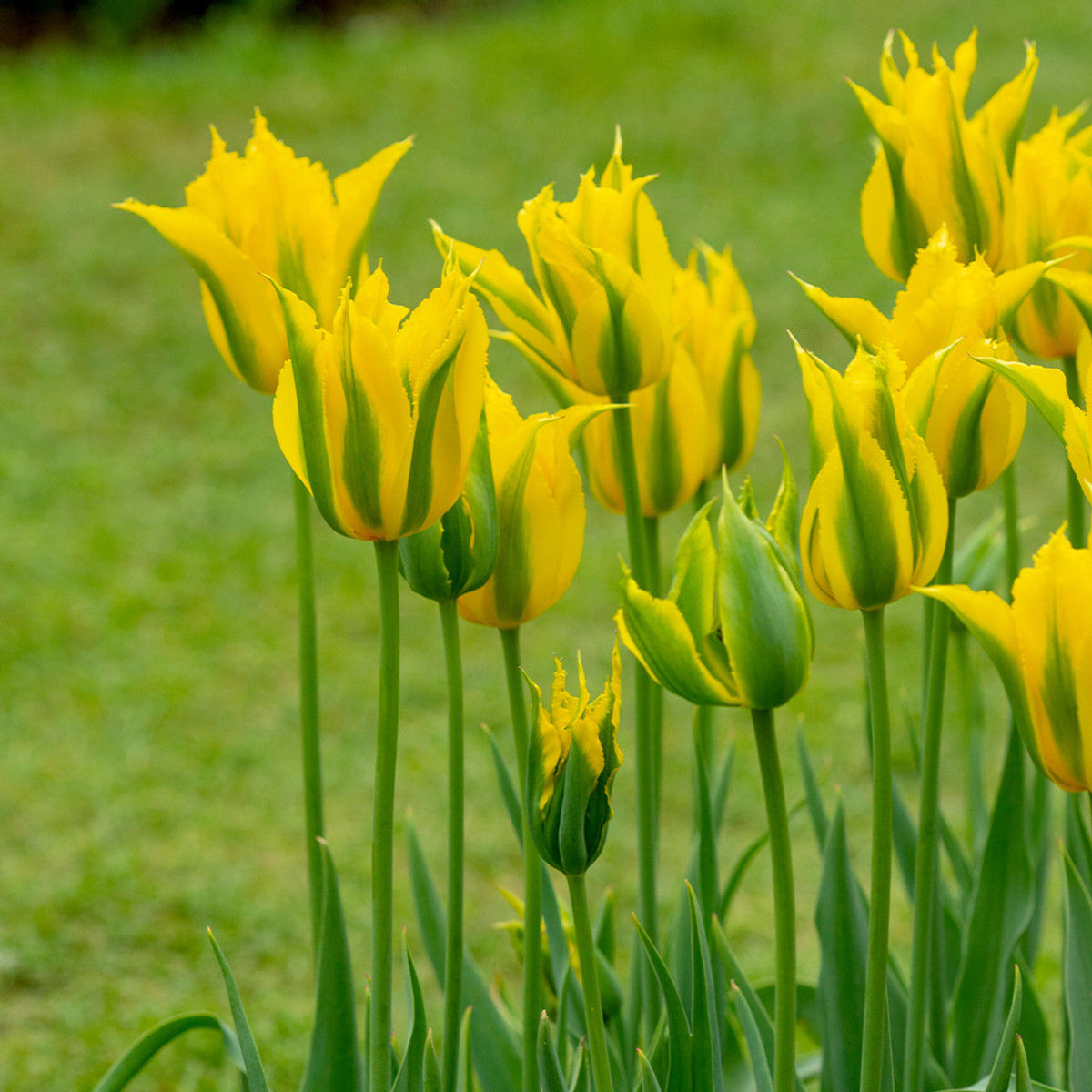 Yellow (Yellow Green) seeds for planting in home garden