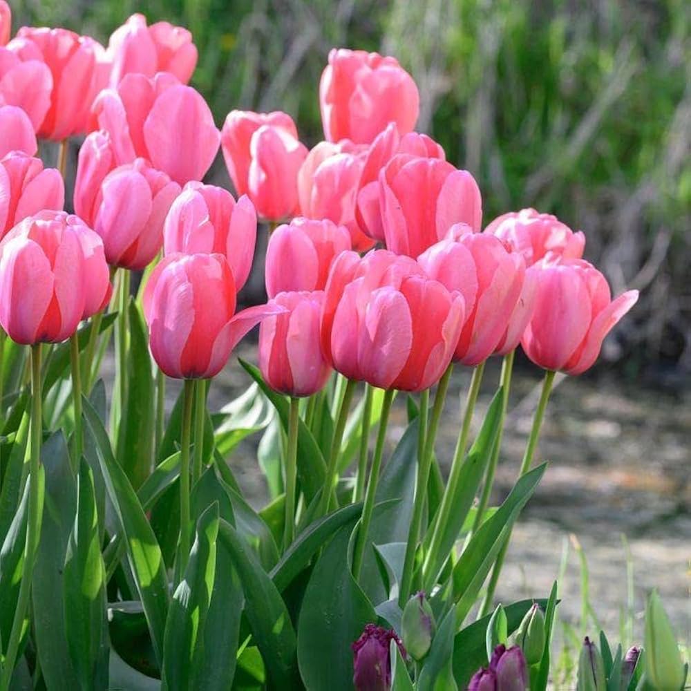 Non GMO tulip seeds pink and white variety