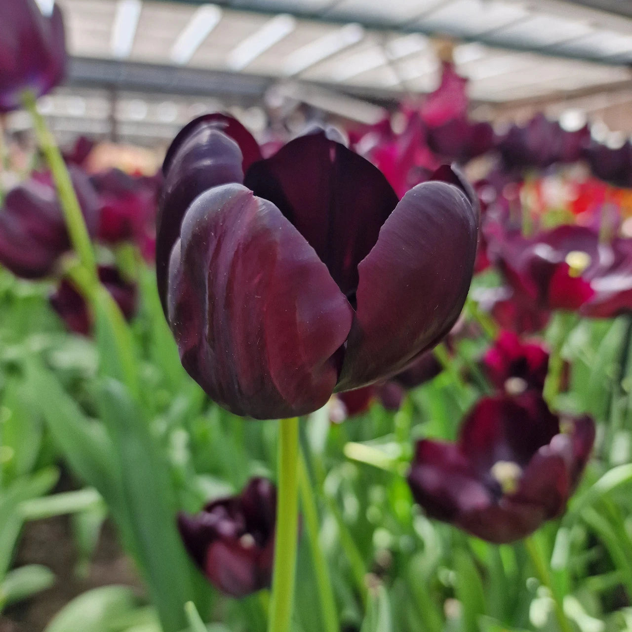 Brown Tulip Flower Seeds for Planting Drought Tolerant Heirloom & GMO Free Seeds for Home Garden
 
 Sale