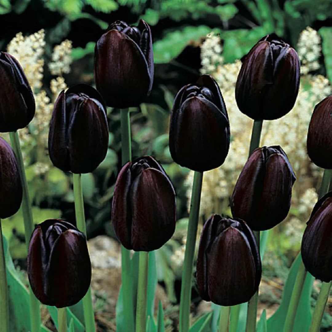 Black Tulip Flower seeds for Planting - Easy to Grow, Heirloom & GMO Free Seeds for Home Garden