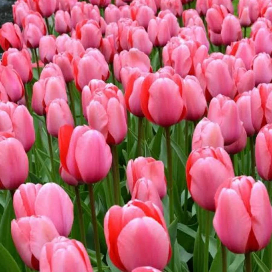 Tulip Pink Flower seeds for Planting - Hardy Variety, Heirloom & GMO Free Seeds for Home Garden