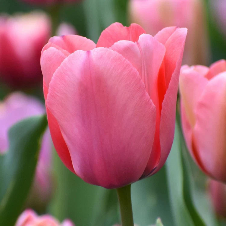 Tulip Pink Flower seeds for Planting - Hardy Variety, Heirloom & GMO Free Seeds for Home Garden