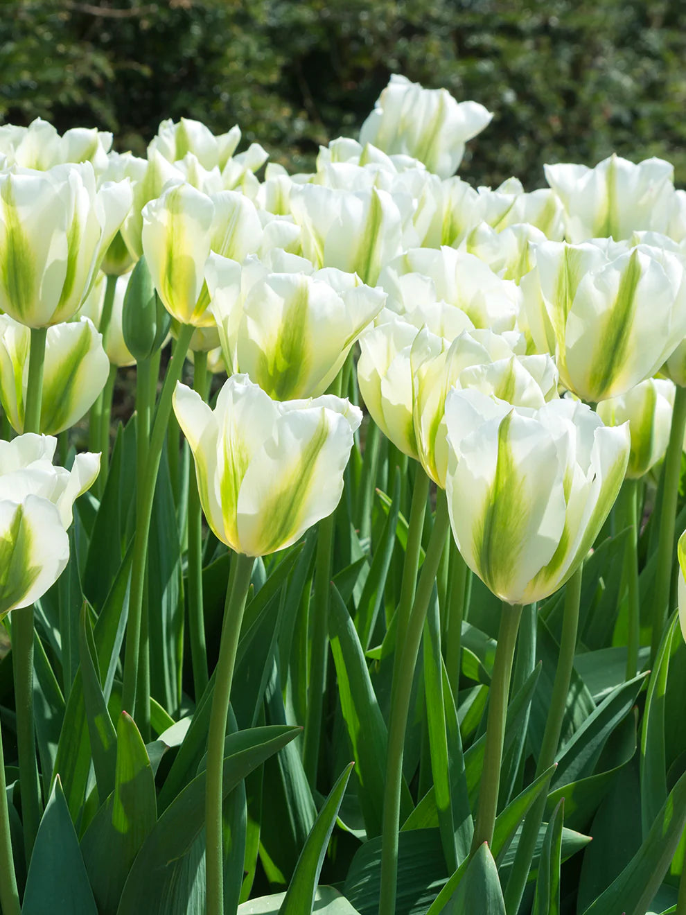 Green Tulip Flower Seeds for Planting