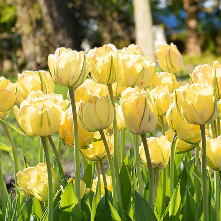 Tulip Flower seeds for Planting - Hardy Variety, Heirloom & GMO Free Seeds for Home Garden