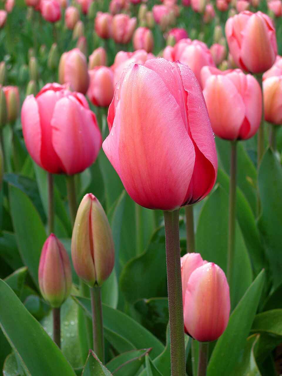 Tulip Pink Flower seeds for Planting - Hardy Variety, Heirloom & GMO Free Seeds for Home Garden